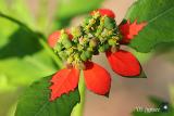 wild poinsettia or painted leaf