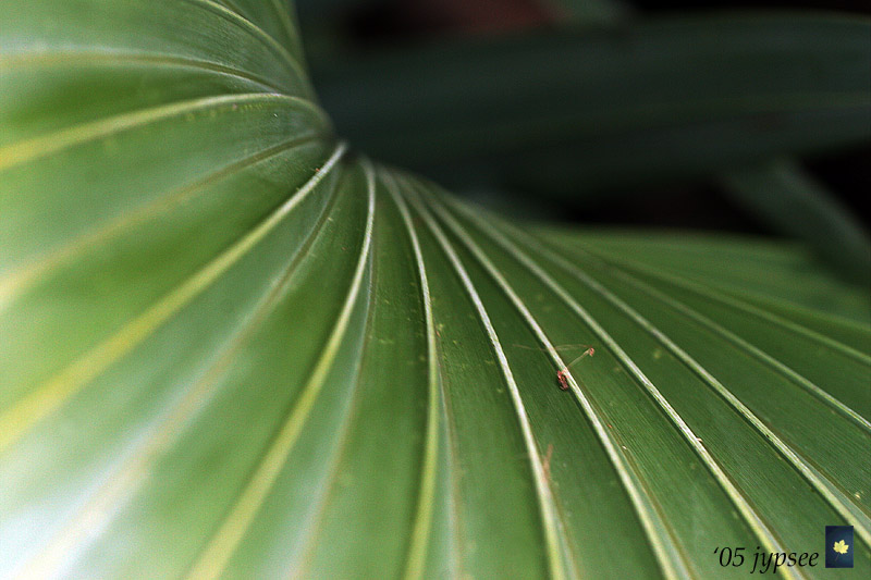 frond curve
