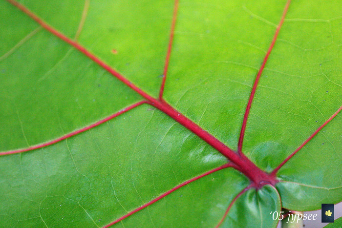 green sea grape leaf