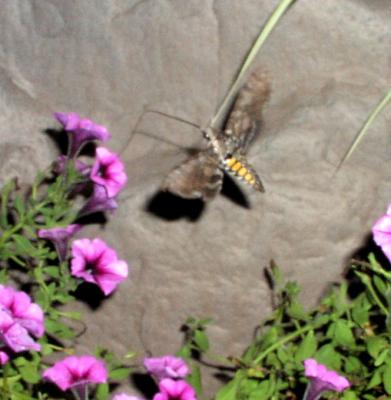 Sphinx Moth