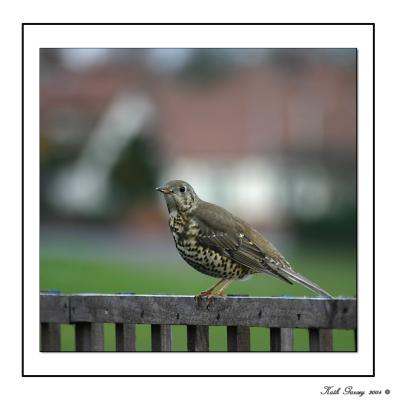 Mistle Thrush