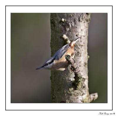 NutHatch1_Framed.jpg