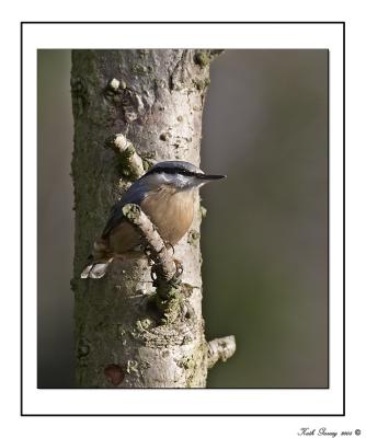 Nuthatch2_Framed.jpg