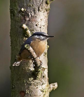 NutHatch2_640.jpg