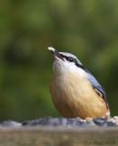 NutHatch3_640.jpg