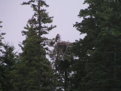 eagle and his nest