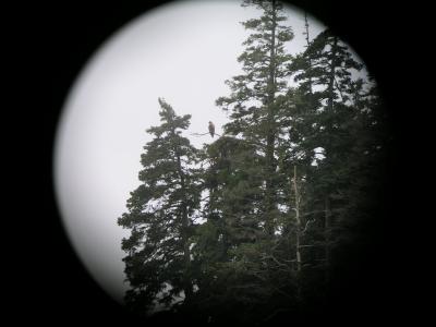 eagle2.jpg