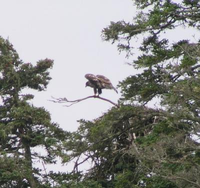 The Eagle has Landed