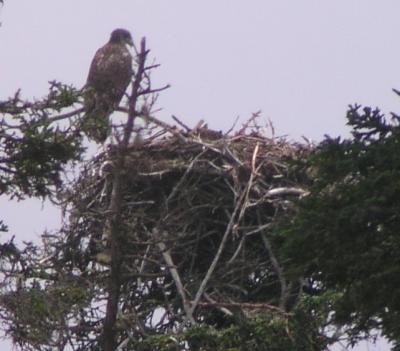 eagle and his nest full sized