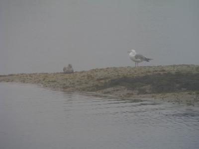 seagulls.jpg