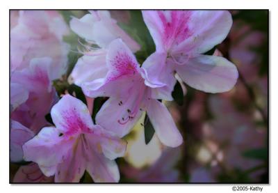 Azaleas Diagonal.jpg