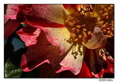 Red Rose Macro.jpg