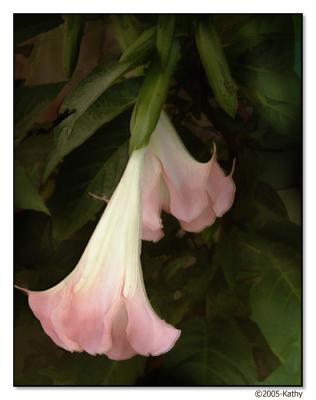 angel trumpet.jpg