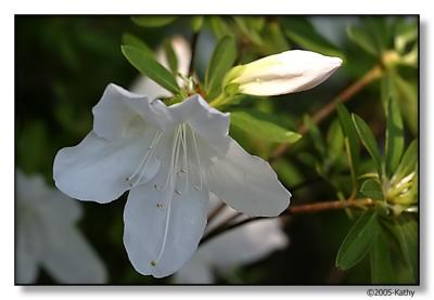 Single White Azalea.jpg