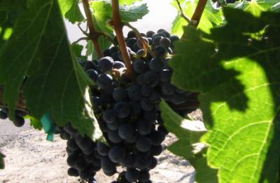 grapes