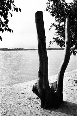 Tree Stump at Kampong Mamam Beach