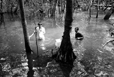 Field Researchers Collecting Specimens I