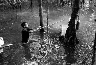 Field Researchers Collecting Specimens II