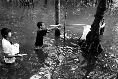 Field Researchers Collecting Specimens III