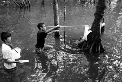 Field Researchers Collecting Specimens IV