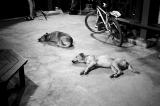 Dogs at Pulau Ubin Jetty