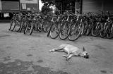 Sleeping Dog and Bicycles