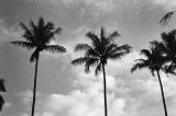 Coconut Plantation II