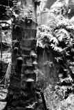 Fungi on Palm Tree