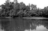 Mangrove Swamp II