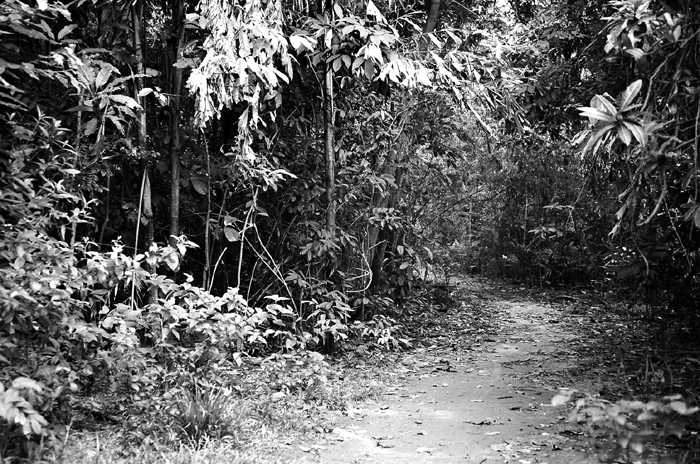 Jungle Path