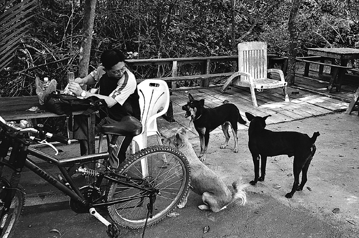 Man and Hungry Dogs