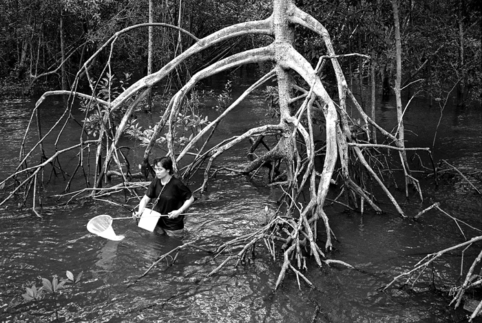 Field Researcher and Mangrove