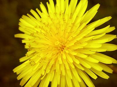 Dandelion