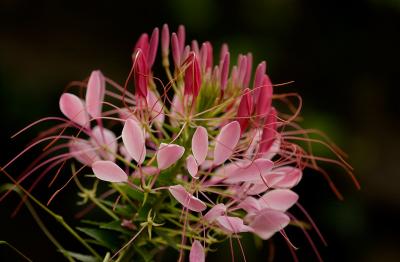 DSC_1787.jpg