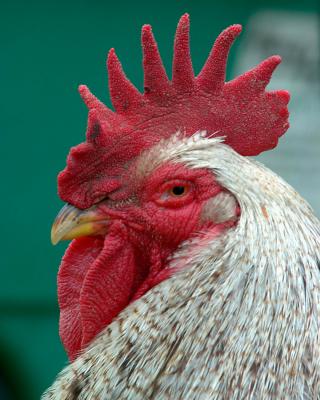 rooster for web.jpg