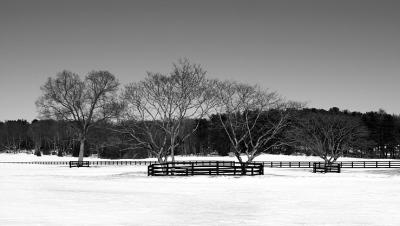 not lonely tree
