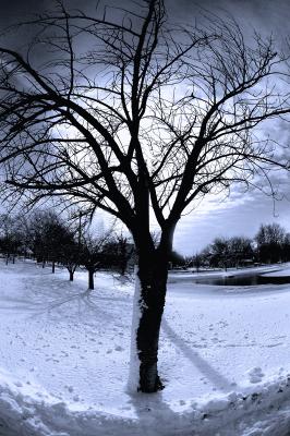 u16/kjs862/medium/39149701.39028068.tress.jpg