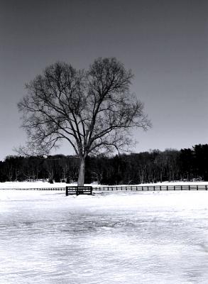 39147584.lonelytree.jpg