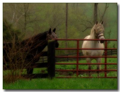 horses2674.jpg
