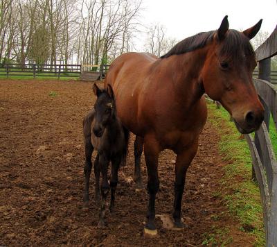 horses2663.jpg