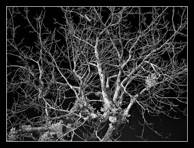 tree2964.jpg
