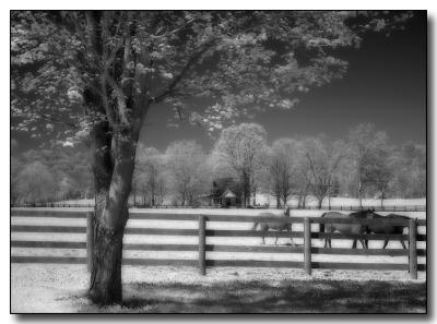 horses2780.jpg
