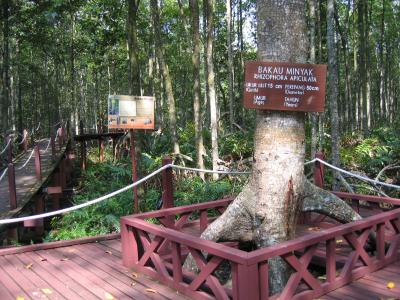 Matang Mangrove Forest
