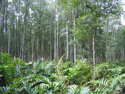 Matang Mangrove Forest