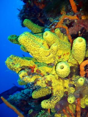 coral yellow.jpg