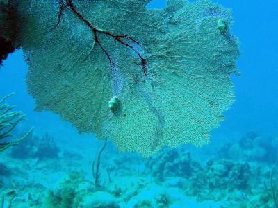 gorgonian with two flamingo tongues.jpg