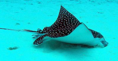 eagle ray.jpg