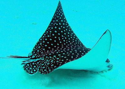 eagle ray3.jpg