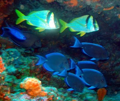 blue tang surgeonfish and friends.jpg