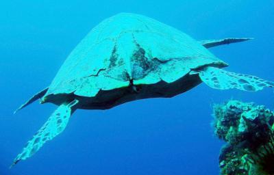 hawksbill turtle11.jpg